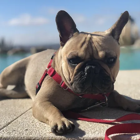 Ritual - Adults Only